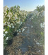 Adelfa (Nerium oleander) formato arbusto.