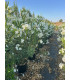 Adelfa (Nerium oleander) formato arbusto.