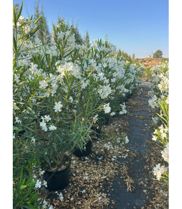 Adelfa (Nerium oleander) formato arbusto.