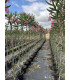 Adelfa (Nerium oleander) formato árbol.