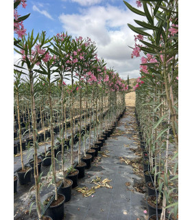Adelfa (Nerium oleander) formato árbol.
