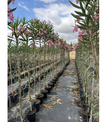 Adelfa (Nerium oleander) formato árbol.