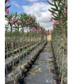 Adelfa (Nerium oleander) formato árbol.