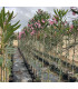 Adelfa (Nerium oleander) formato árbol.