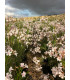 Adelfa (Nerium oleander) formato arbusto de tronco gordo.
