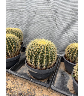 Echinocactus grusonii