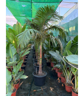 Palmera Alejandra (Archontophoenix alexandrae)