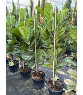 Ficus lyrata