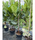 Ficus lyrata