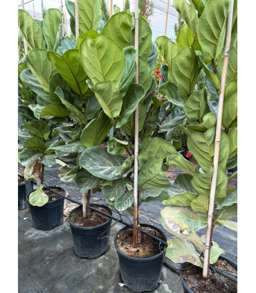 Ficus lyrata