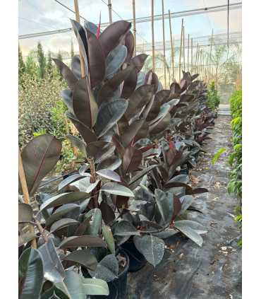 Ficus elastica "Abidjan"