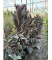 Ficus elastica "Abidjan"