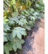 Aralia