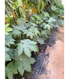Aralia