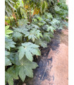 Aralia