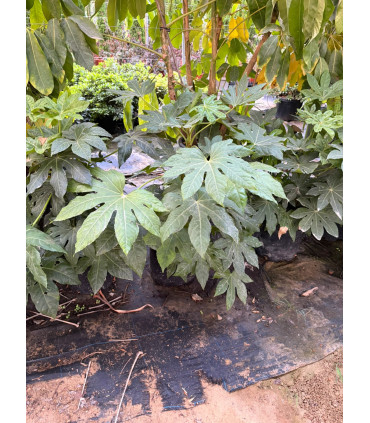 Aralia