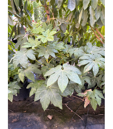 Aralia
