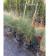 Muhlenbergia capillaris