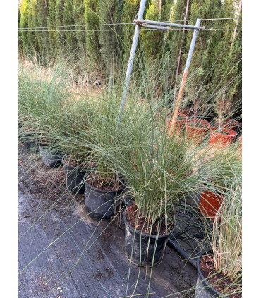 Muhlenbergia capillaris