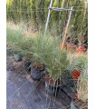 Muhlenbergia capillaris