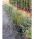 Muhlenbergia capillaris