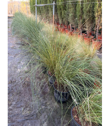 Muhlenbergia capillaris