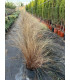 Carex buchananii