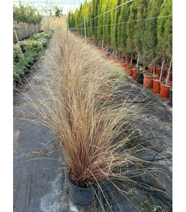 Carex buchananii