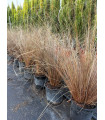 Carex buchananii