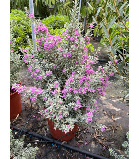 Leucophyllum frutescens