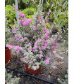 Leucophyllum frutescens