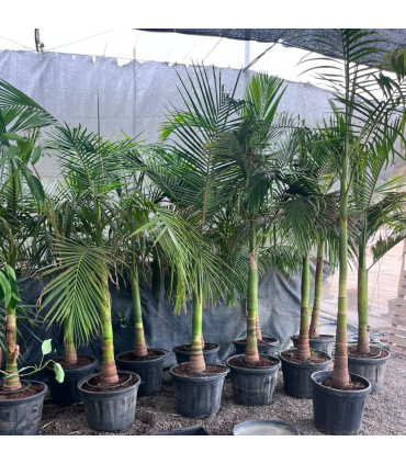 Palmera Alejandra (Archontophoenix alexandrae)