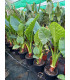 Alocasia