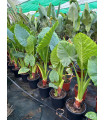 Alocasia