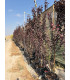 Ciruelo Rojo (Prunus cerasifera pissardi)
