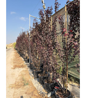 Ciruelo Rojo (Prunus cerasifera pissardi)