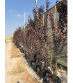 Ciruelo Rojo (Prunus cerasifera pissardi)