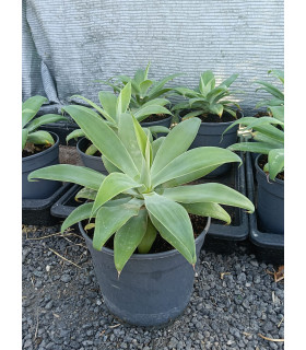 Agave attenuata