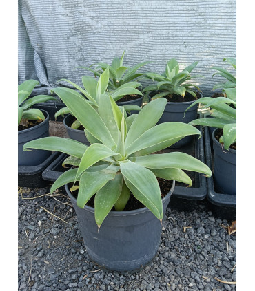 Agave attenuata