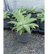 Agave attenuata