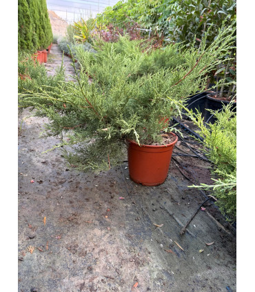 Enebro rastrero (Juniperus horizontalis)