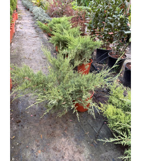 Enebro rastrero (Juniperus horizontalis)