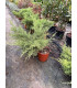Enebro rastrero (Juniperus horizontalis)