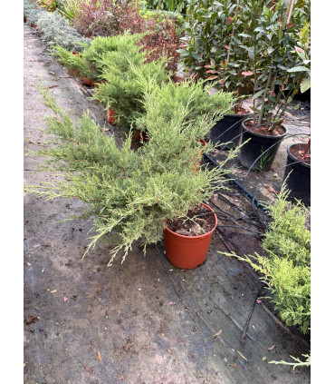 Enebro rastrero (Juniperus horizontalis)