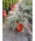 Romero australiano ( Westringia fruticosa)