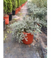Romero australiano ( Westringia fruticosa)