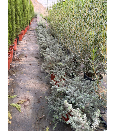 Romero australiano ( Westringia fruticosa)