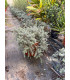 Romero australiano ( Westringia fruticosa)