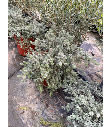 Romero australiano ( Westringia fruticosa)