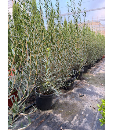 Labiérnago (Phillyrea angustifolia)